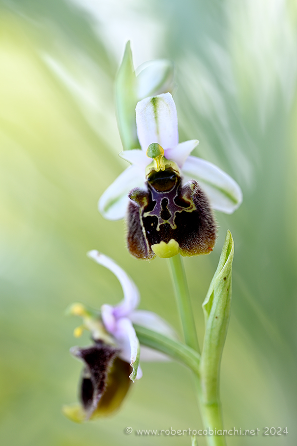 Ophrys fuciflora  ?